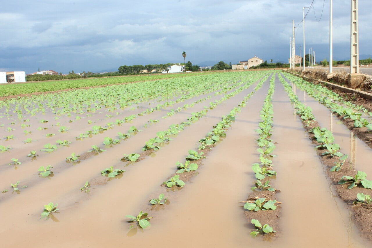 Las organizaciones agrarias consideran positivas las lluvias de esta semana Las organizaciones agrarias consideran positivas las lluvias de esta semana