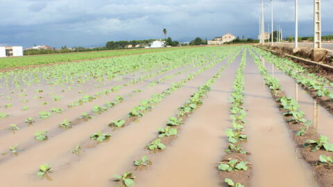 Campo de hortalizas anegado de agua