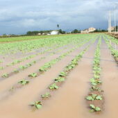 Campo de hortalizas anegado de agua
