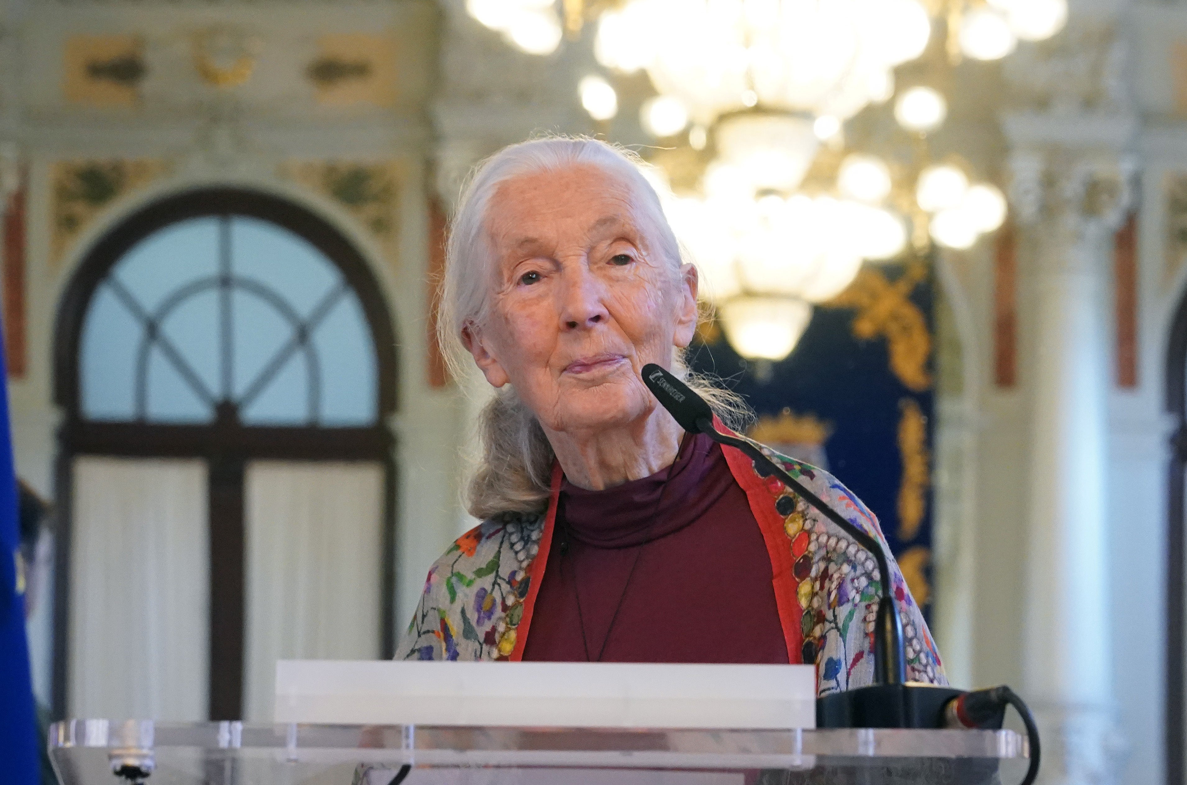 Muere la etóloga británica Jane Goodall a los 91 años Muere la etóloga británica Jane Goodall a los 91 años