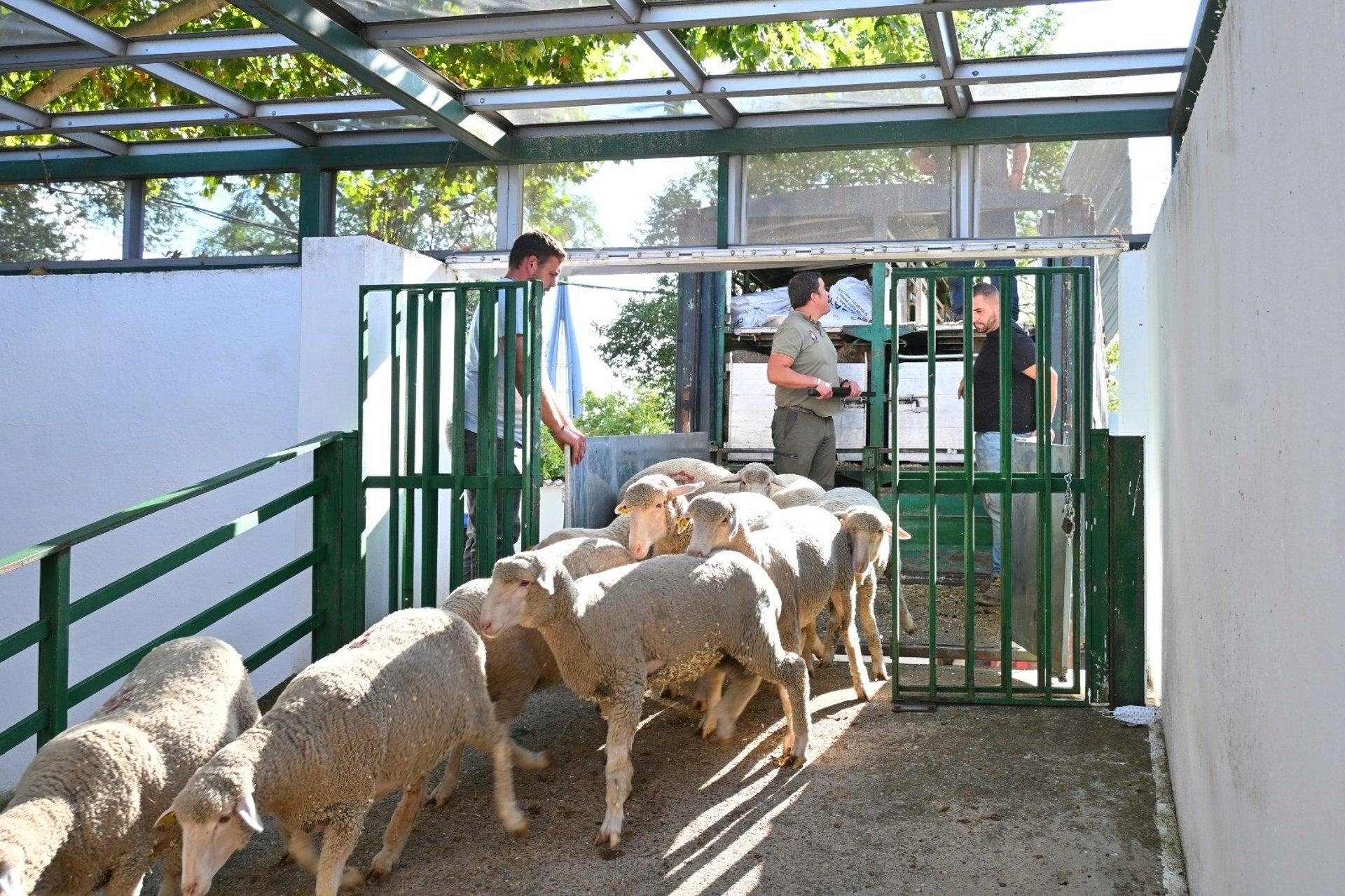 La Feria Internacional Ganadera de Zafra 2025 arranca este jueves con 2.000 cabezas de ganado y 600 expositores La Feria Internacional Ganadera de Zafra 2025 arranca este jueves con 2.000 cabezas de ganado y 600 expositores