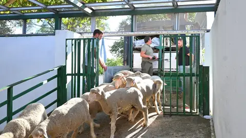 La Feria Internacional Ganadera de Zafra 2025 arranca este jueves con 2.000 cabezas de ganado y 600 expositores La Feria Internacional Ganadera de Zafra 2025 arranca este jueves con 2.000 cabezas de ganado y 600 expositores