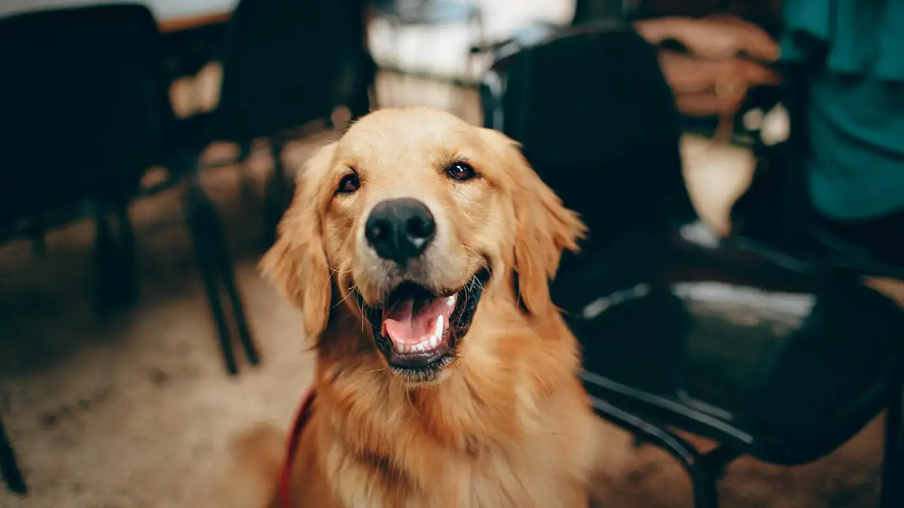 'De complemento a compañero', el nuevo rol de los animales en la legislación española