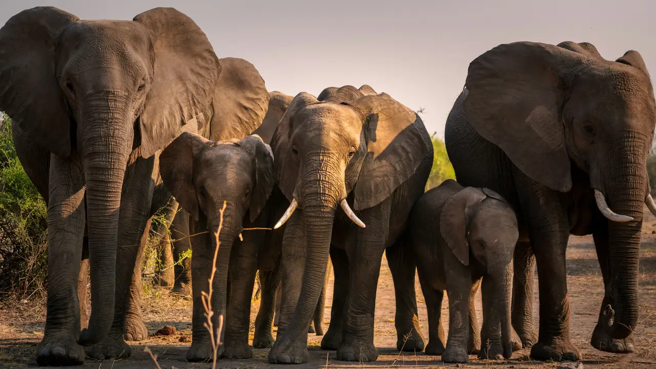 Entre elefantes en el Parque Nacional de Chobe