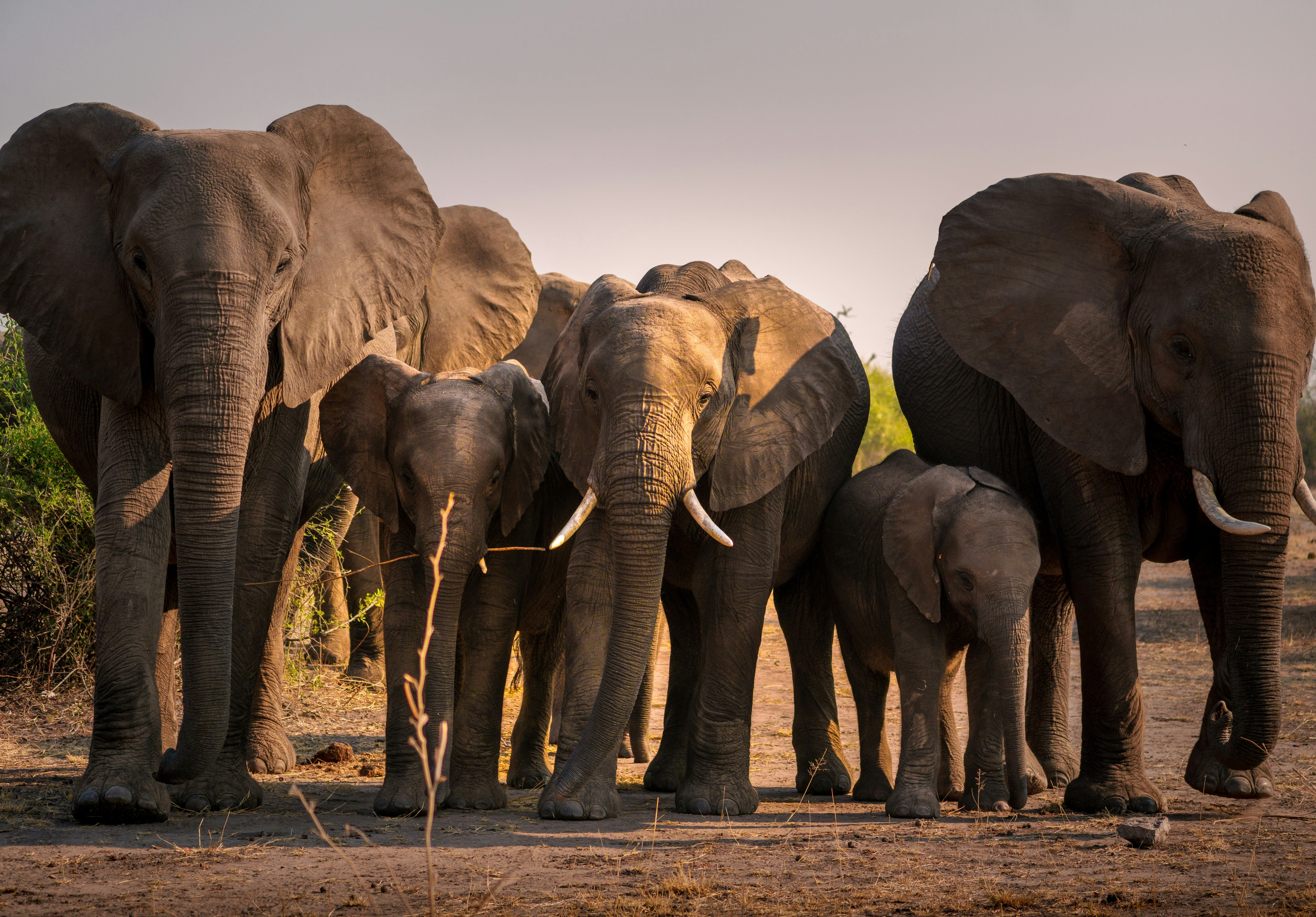 Entre elefantes en el Parque Nacional de Chobe episode artwork