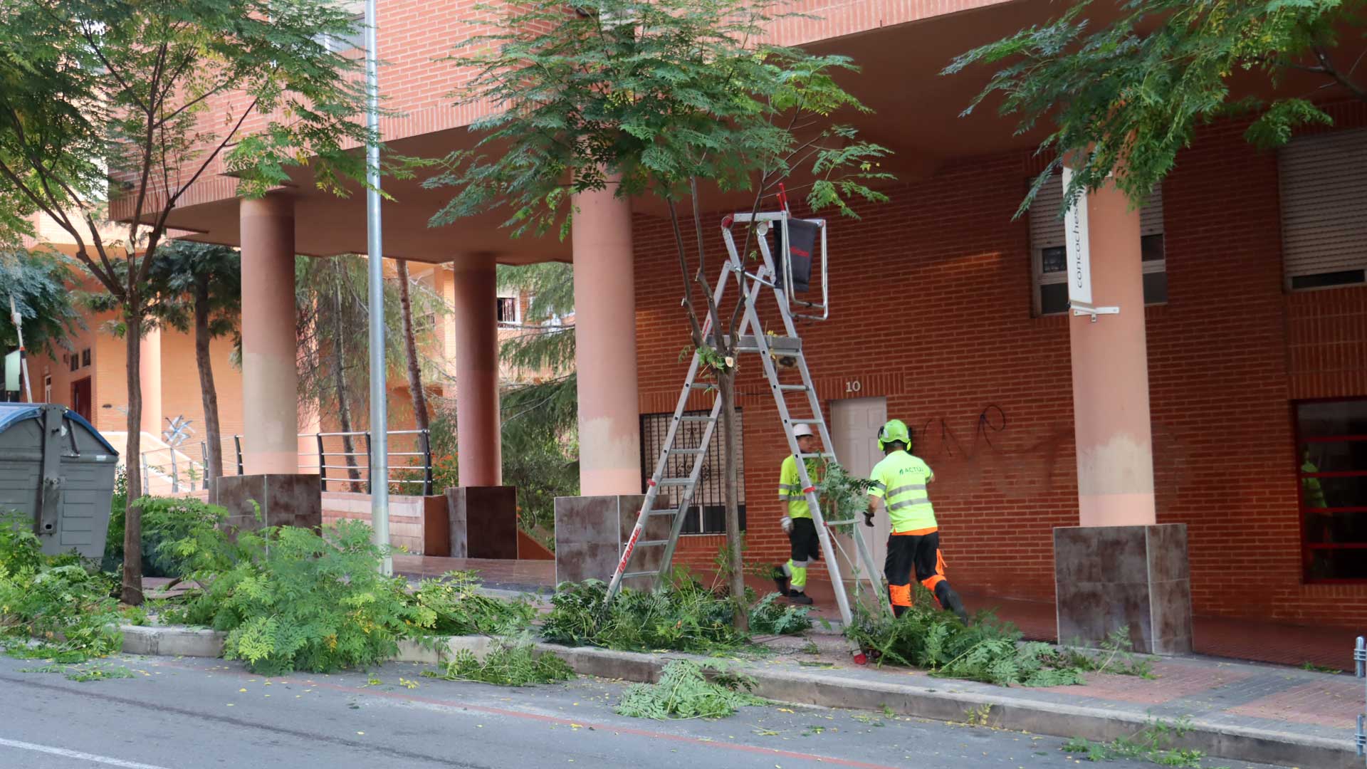 Comienza la campaña de poda de arbolado en Benidorm que se prolongará hasta mediados de marzo Comienza la campaña de poda de arbolado en Benidorm que se prolongará hasta mediados de marzo