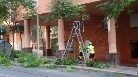 Comienza la campaña de poda de arbolado en Benidorm que se prolongará hasta mediados de marzo Comienza la campaña de poda de arbolado en Benidorm que se prolongará hasta mediados de marzo
