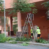 Comienza la campaña de poda de arbolado en Benidorm que se prolongará hasta mediados de marzo Comienza la campaña de poda de arbolado en Benidorm que se prolongará hasta mediados de marzo