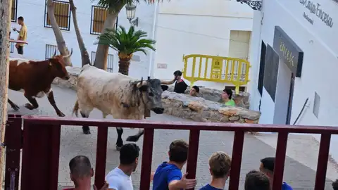 Oropesa inicia sus fiestas patronales en honor a la Virgen de la Paciencia con una intensa jornada taurina Oropesa inicia sus fiestas patronales en honor a la Virgen de la Paciencia con una intensa jornada taurina