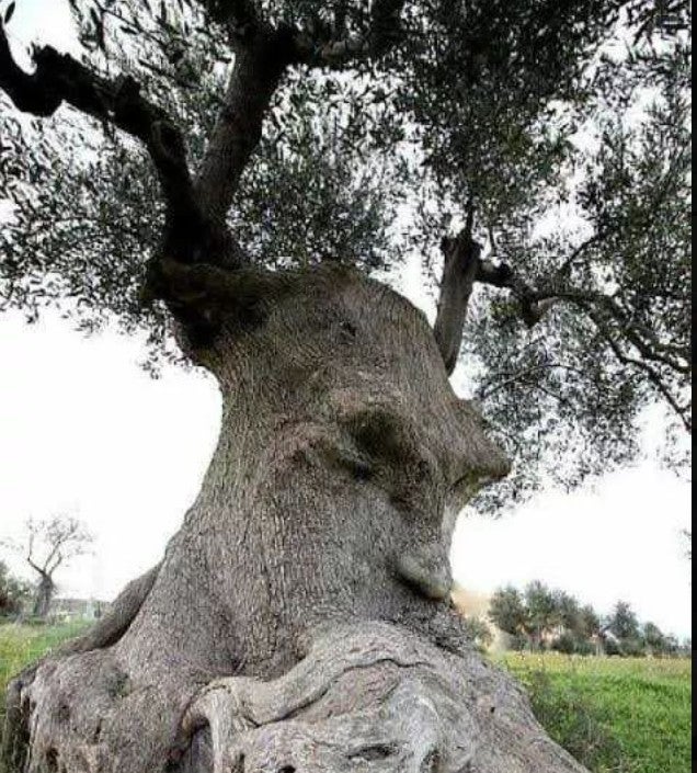 Ars Olea y Cervantes Ars Olea y Cervantes