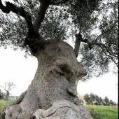 Ars Olea Ars Olea