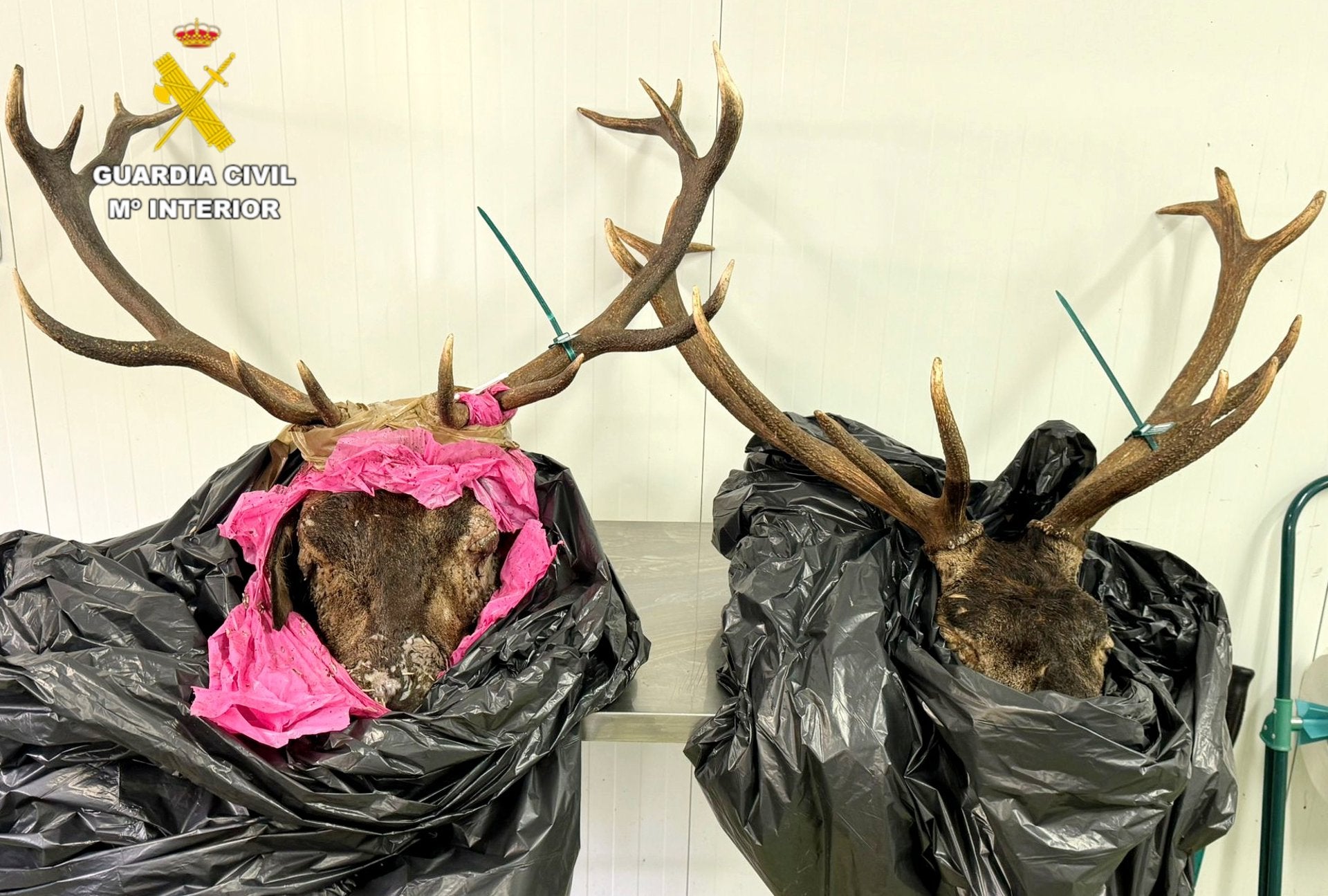 Denunciado por llevar dos cabezas de venado sin precinto cuando circulaba cerca de Potes Denunciado por llevar dos cabezas de venado sin precinto cuando circulaba cerca de Potes