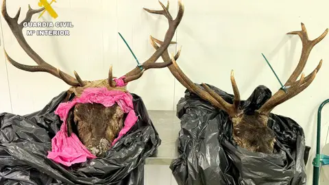 Denunciado por llevar dos cabezas de venado sin precinto cuando circulaba cerca de Potes Denunciado por llevar dos cabezas de venado sin precinto cuando circulaba cerca de Potes