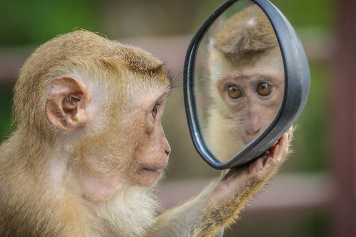 ¿Tienen los animales y otros seres vivos consciencia?
