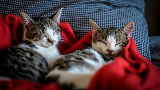 Gatos, imagen de archivo. 