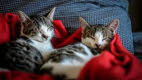 Gatos, imagen de archivo. Gatos, imagen de archivo.