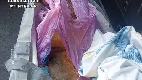 Dos detenidos en Horche por apalear a un perro hasta la muerte Dos detenidos en Horche por apalear a un perro hasta la muerte