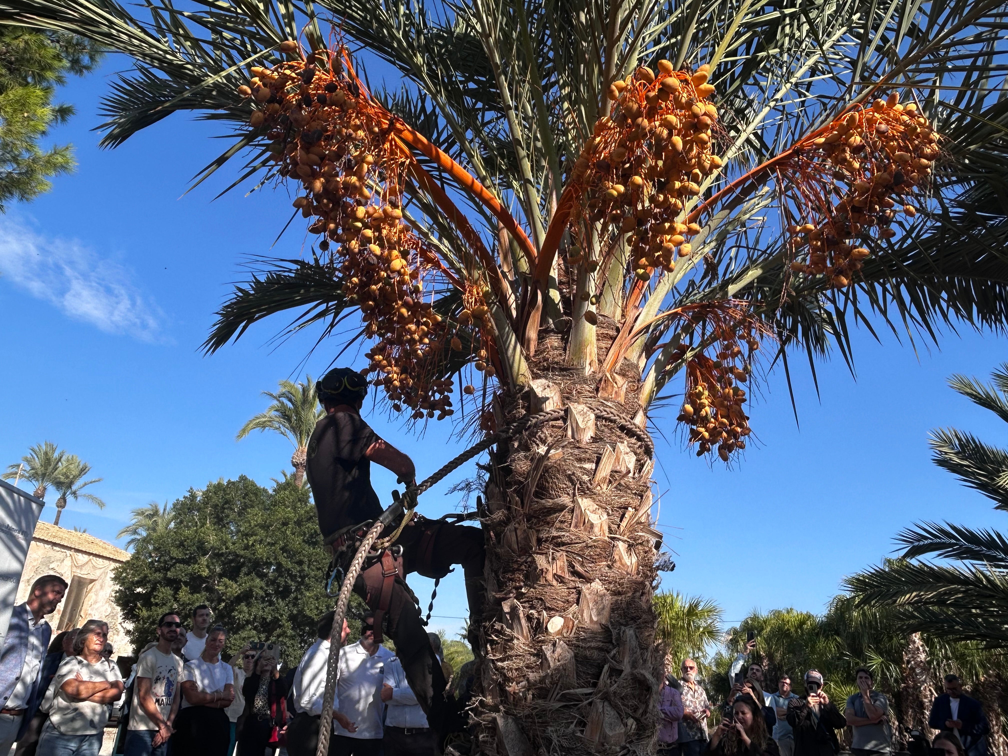 Los productores de dátiles de Elche prevén una cosecha de entre 60 y 80 toneladas Los productores de dátiles de Elche prevén una cosecha de entre 60 y 80 toneladas