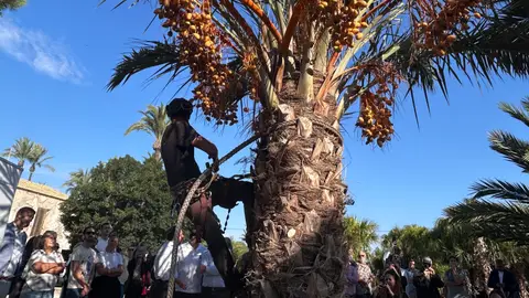 Un palmerero cortando dátiles. Un palmerero cortando dátiles.