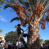 Un palmerero cortando dátiles. 
