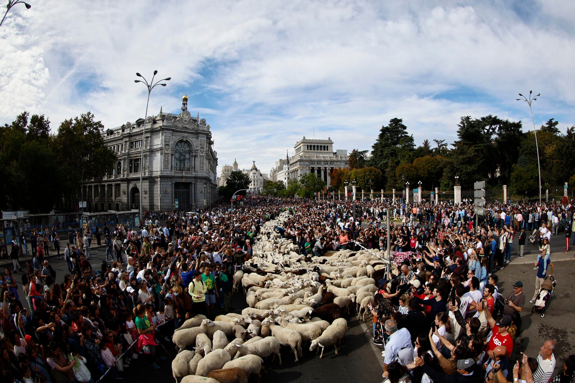 Un rebaño de 1.300 ovejas y cabras recorre el centro de Madrid en la Fiesta de la Trashumancia Un rebaño de 1.300 ovejas y cabras recorre el centro de Madrid en la Fiesta de la Trashumancia