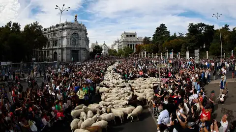 Un rebaño de 1.300 ovejas y cabras recorre el centro de Madrid en la Fiesta de la Trashumancia
