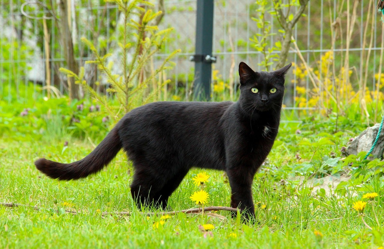 Las protectoras limitan la adopción de gatos negros para evitar sacrificios relacionados con Halloween Las protectoras limitan la adopción de gatos negros para evitar sacrificios relacionados con Halloween