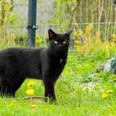 Imagen de archivo de un gato negro Imagen de archivo de un gato negro