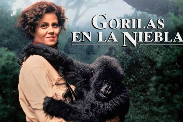 El ciclo de proyecciones ‘Cine crítico’ de la UNED en Torrevieja comienza este martes con ‘Gorilas en la niebla’ El ciclo de proyecciones ‘Cine crítico’ de la UNED en Torrevieja comienza este martes con ‘Gorilas en la niebla’