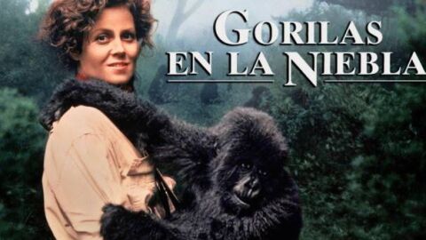 El ciclo de proyecciones ‘Cine crítico’ de la UNED en Torrevieja comienza este martes con ‘Gorilas en la niebla’ El ciclo de proyecciones ‘Cine crítico’ de la UNED en Torrevieja comienza este martes con ‘Gorilas en la niebla’
