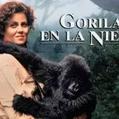 El ciclo de proyecciones ‘Cine crítico’ de la UNED en Torrevieja comienza este martes con ‘Gorilas en la niebla’ El ciclo de proyecciones ‘Cine crítico’ de la UNED en Torrevieja comienza este martes con ‘Gorilas en la niebla’