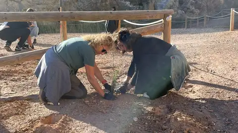 Plantación de árboles en el paraje Clots de la Sal y Monte de la Mola de Novelda. Plantación de árboles en el paraje Clots de la Sal y Monte de la Mola de Novelda.