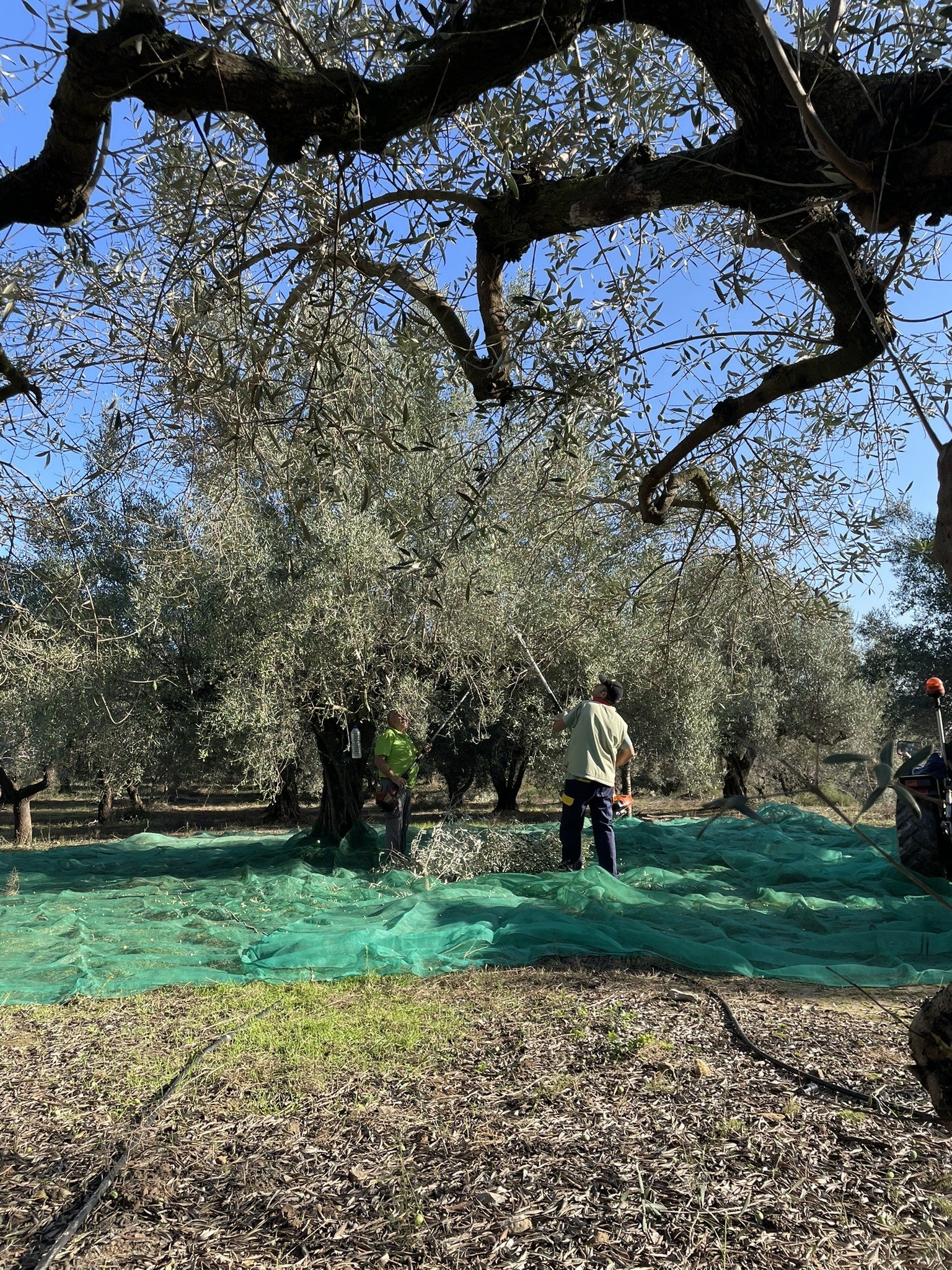 La Cooperativa de Viver a punto de sacar a la venta su prestigioso AOVE Lágrima La Cooperativa de Viver a punto de sacar a la venta su prestigioso AOVE Lágrima