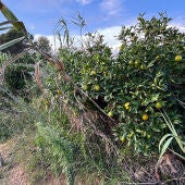 Campo de cítricos afectado por la dana en Turís