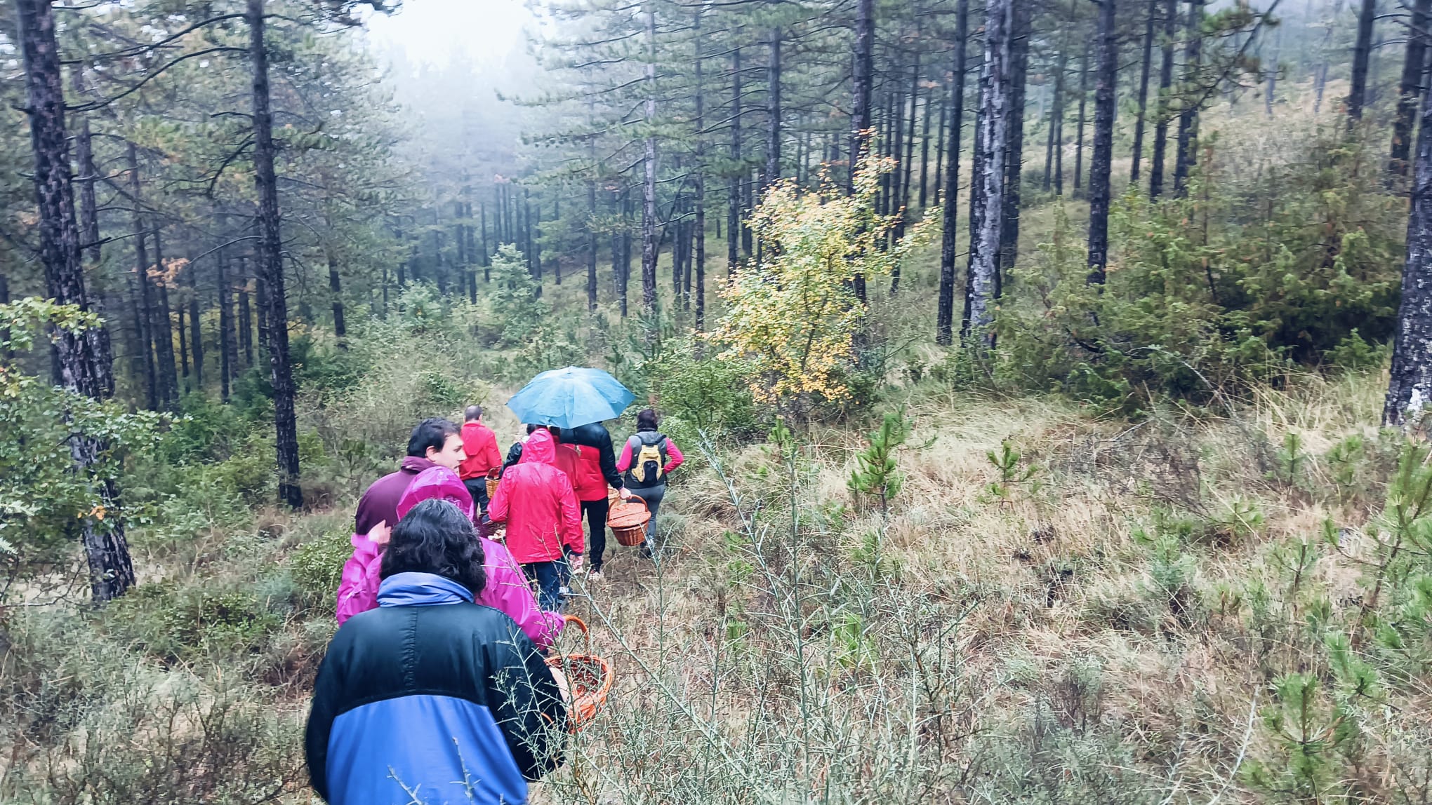 Las jornadas micológicas llegan en un buen momento en el monte Las jornadas micológicas llegan en un buen momento en el monte