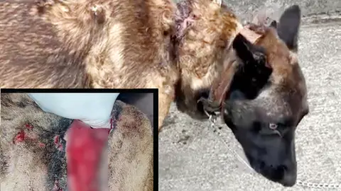 Detenido el cuidador de un perro que tenía lesiones en el cuello de un dedo de profundidad Detenido el cuidador de un perro que tenía lesiones en el cuello de un dedo de profundidad