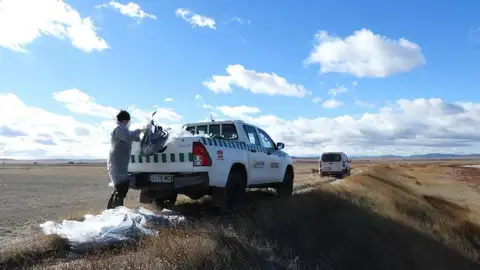 Agentes de Protección de la Naturaleza recogen cadáveres de grullas en Gallocanta Agentes de Protección de la Naturaleza recogen cadáveres de grullas en Gallocanta