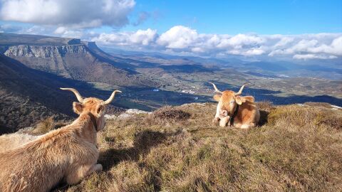 Vacas en el puerto de Ordu&ntilde;a