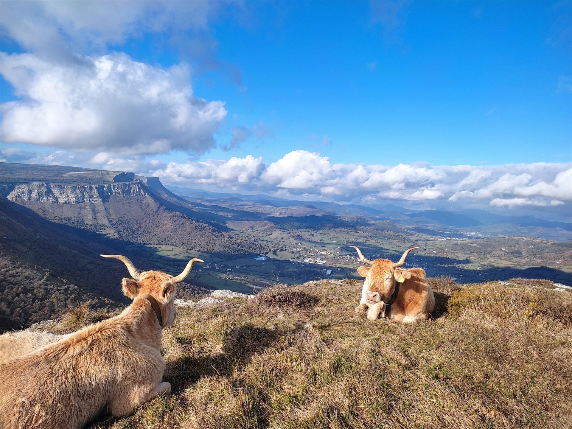 El efecto en el cambio de hora para las vacas El efecto en el cambio de hora para las vacas