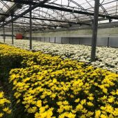 Una nave con flor cortada en Andalucía