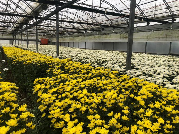 El sector de la flor cortada 'respira' ante la campaña de Todos los Santos