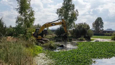 Arrancan seis años de obras para erradicar el nenúfar del Guadiana en Badajoz con el deslodado en el brazo del Jamaco Arrancan seis años de obras para erradicar el nenúfar del Guadiana en Badajoz con el deslodado en el brazo del Jamaco