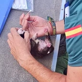 Investigado tras localizar cachorros de perro recién nacidos abandonados en el cauce de un arroyo de La Vera Investigado tras localizar cachorros de perro recién nacidos abandonados en el cauce de un arroyo de La Vera