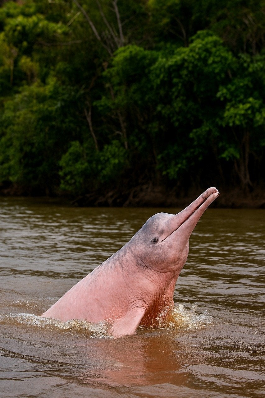 Los delfines rosas del Amazonas: leyendas, curiosidades y dónde verlos