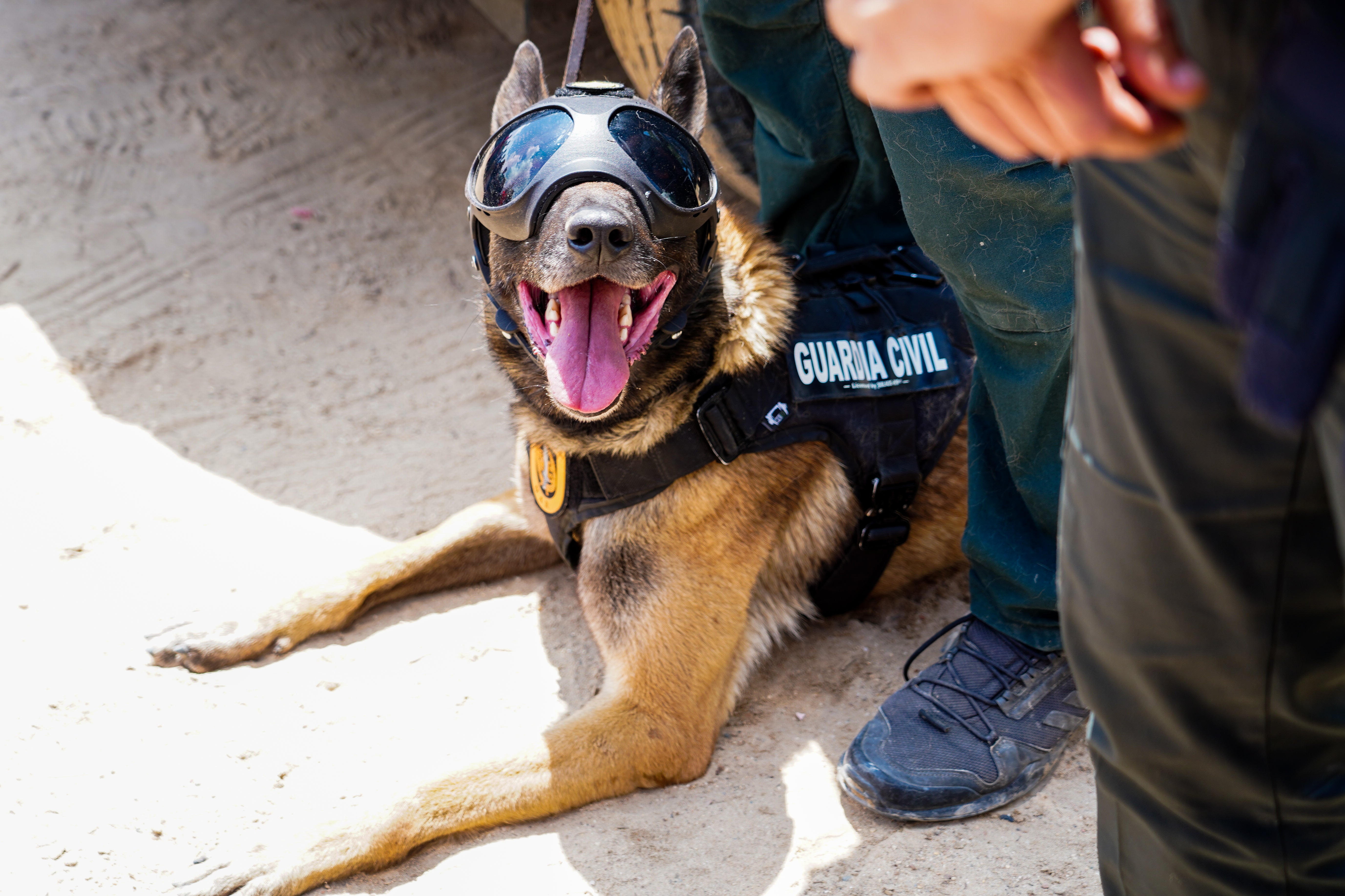 Nacen Celebrity Pets Awards, los galardones que homenajean a los animales y reconocen iniciativas y proyectos Nacen Celebrity Pets Awards, los galardones que homenajean a los animales y reconocen iniciativas y proyectos