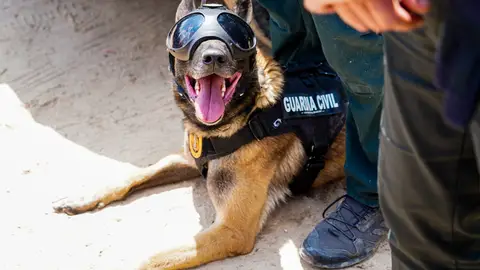 Nacen Celebrity Pets Awards, los galardones que homenajean a los animales y reconocen iniciativas y proyectos Nacen Celebrity Pets Awards, los galardones que homenajean a los animales y reconocen iniciativas y proyectos