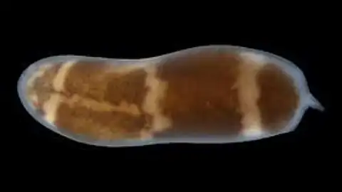 Hofstenia miamia Hofstenia miamia
