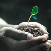 Plantes contra el canvi climàtic Plantes contra el canvi climàtic