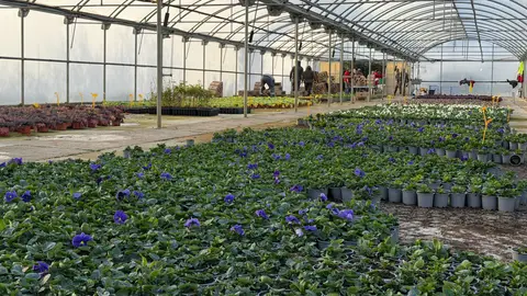 La Diputación de Huesca comienza el reparto de la flor de otoño La Diputación de Huesca comienza el reparto de la flor de otoño