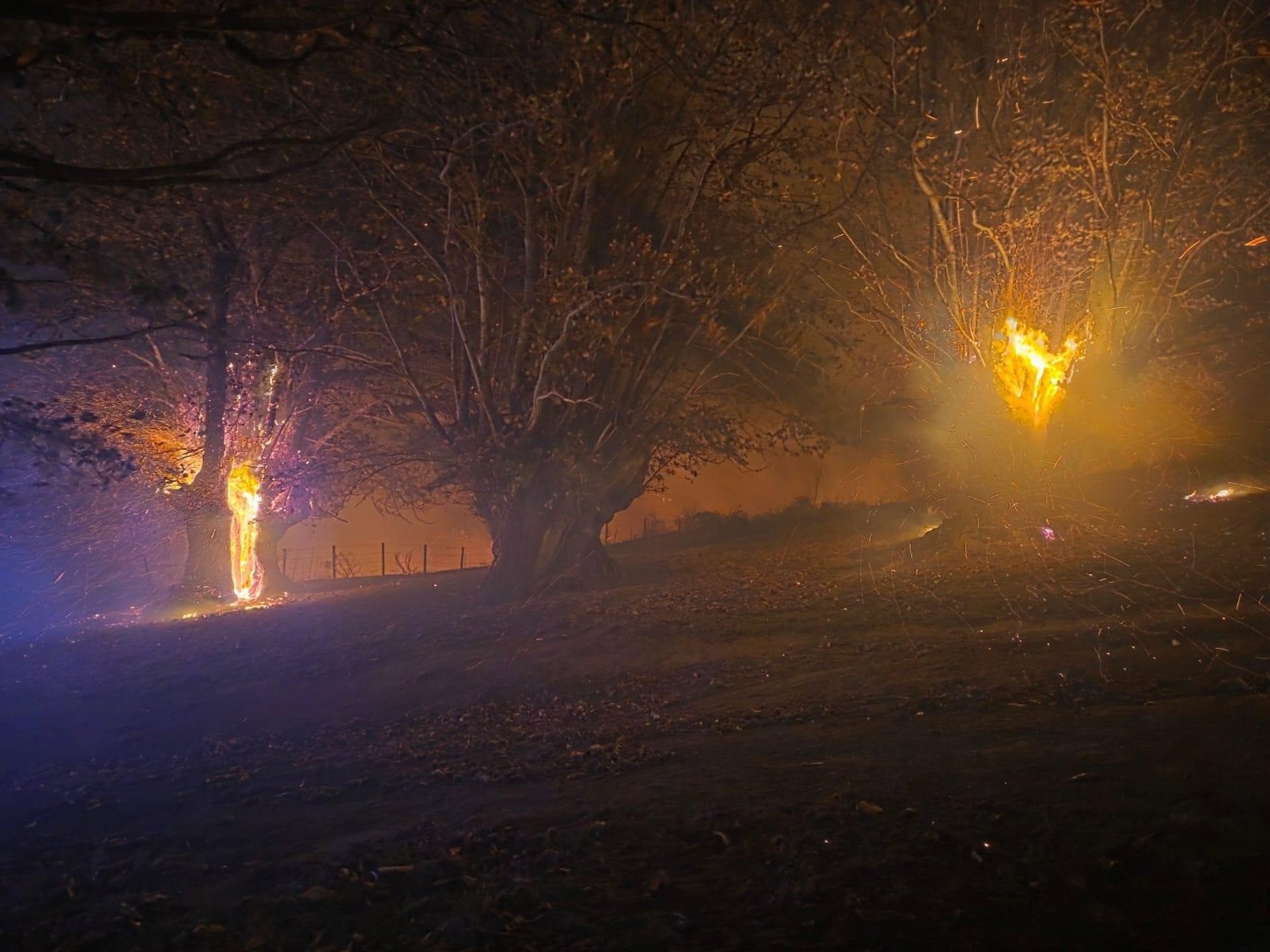 El incendio en Liébana ha afectado en principio a tres castaños milenarios de Pendes El incendio en Liébana ha afectado en principio a tres castaños milenarios de Pendes